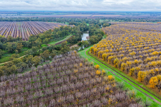 Aerial view of a productive pecan orchard at Biniguy, NSW, with a river winding through the plantation. The contrasting rows of mature pecan trees and the natural waterway 