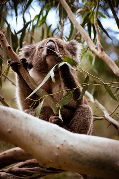 Koalas are iconic Australian marsupials known for their tree-dwelling, leaf-eating lifestyles. They spend up to 18 hours a day sleeping and can eat up to 1 kg of eucalyptus leaves daily.
