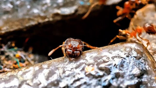 Close up shot of ant head
