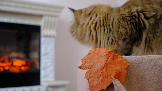 In a cozy room, a cat is lounging by the fireplace. The warm, dancing flames cast a gentle glow on the walls and highlight the cat&rsquo;s fur. The cat looks utterly relaxed, Autumn atmospheric mood