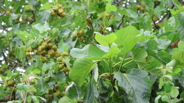 Green unripe figs growing on a fig tree branch