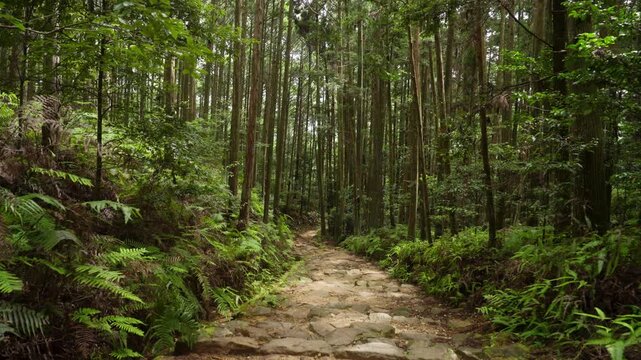 World Heritage Kumano Kodo Nakahechi Route: From Fushiogami-oji Shrine Site to Kumano Hongu Taisha, Tanabe, Wakayama, Japan　世界遺産・熊野古道中辺路「伏拝王子跡から熊野本宮大社へ」和歌山県田辺市