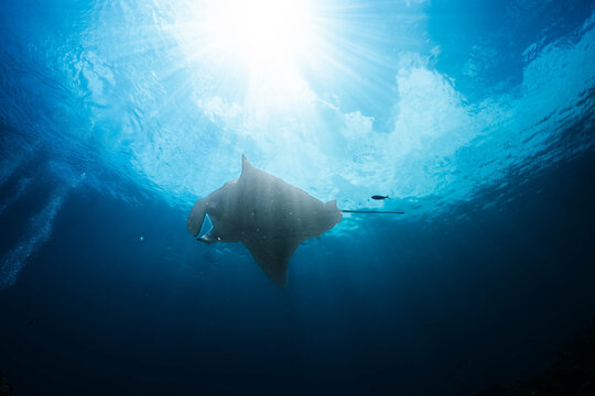 Oceanic manta ray gliding gracefully through clear blue water