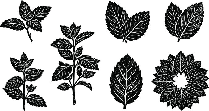 Mint Leaf Silhouette Set Herb Plant Botanical Black Vector Illustration Collection