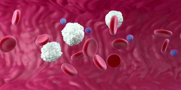 Microscopic view of vibrant red blood cells, large white blood cells, and tiny blue platelets flowing within a crimson vascular channel, depicting vital bodily circulation and health