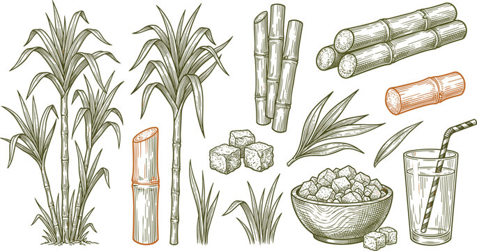 Sugarcane Plant Set with Sugar Cube Stalk and Leaf Hand Drawn Vector Illustration Collection