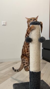 Bengal cat stands on hind legs scratching sisal post with fluffy balls in modern bright room.