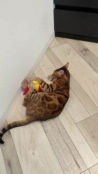 Bengal cat lies on wooden floor hugging and biting yellow plush fish toy in corner of bright room.