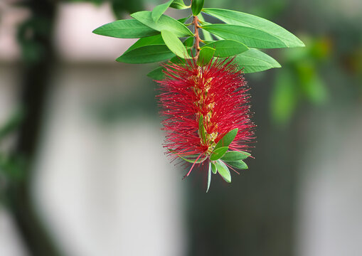 Red bottle-brush tree (Callistemon) flower after rain