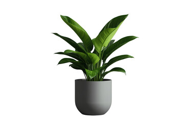 Fototapeta premium Tropical houseplant with lush green leaves in a grey pot, providing fresh decor and a clean, isolated element