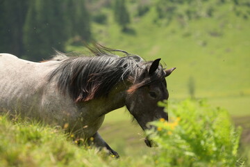 Pferde grasen auf einer Bergwiese zwischen großen Farnwedeln © Grubärin