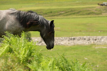 Schönes graues Pferd im Profil auf einem grünen Hügel in den Bergen © Grubärin