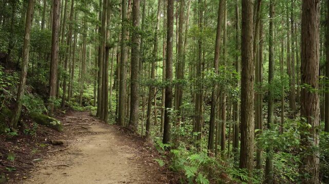 World Heritage Kumano Kodo Nakahechi Route: From Fushiogami-oji Shrine Site to Kumano Hongu Taisha, Tanabe, Wakayama, Japan　世界遺産・熊野古道中辺路「伏拝王子跡から熊野本宮大社へ」和歌山県田辺市