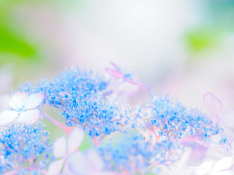白い花。繊細な水色の真花。美しいガクアジサイの装飾花と両性花（真花）のクローズアップ。爽やかな色合い。梅雨から初夏の公園や花壇を彩るアジサイのある風景。