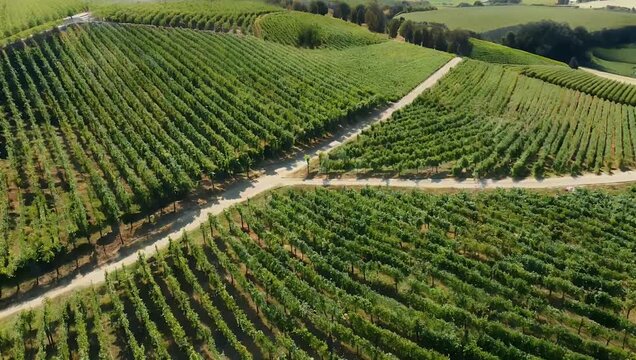 Vertical 4K smooth drone footage over geometrically aligned vineyards Tuscany capturing orderly rows lush foliage scenic agricultural landscapes travel drone lifestyle stock 