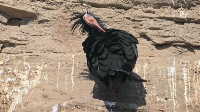 northern bald ibis, hermit ibis, or Waldrapp (Geronticus eremita)