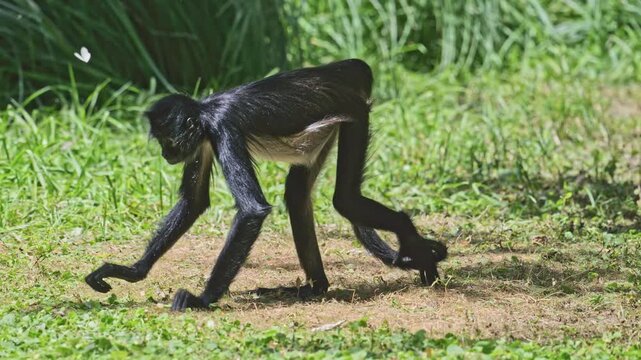 Mexican spider monkey (Ateles geoffroyi vellerosus) searching for food in vegetation