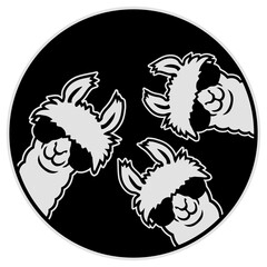 Fototapeta premium Three cool llamas standing side by side in a row, all rocking sunglasses with matching swagger. Perfect for llama lovers, best friend groups and anyone who rolls deep with fluffy squad energy.