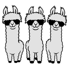 Fototapeta premium Three cool llamas standing side by side in a row, all rocking sunglasses with matching swagger. Perfect for llama lovers, best friend groups and anyone who rolls deep with fluffy squad energy.