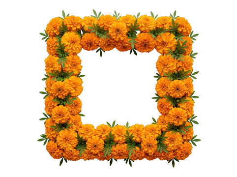 Square frame made of orange marigold flowers and green leaves isolated on transparent background