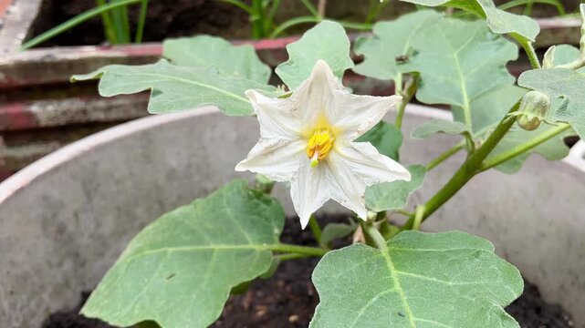 4K Macro Video of Eggplant Flower Solanum Melongena Swaying in Breeze with Green Leaves for Agriculture and Nature Documentary Footage
