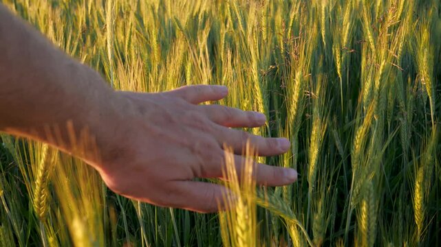 Close up shot of farmer hand caressing ripening ears of green wheat in agricultural field during warm golden light of sunset. Gesture representing connection to nature.