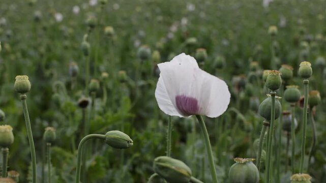 Close up orbit shot of a blooming white opium poppy flower, Papaver somniferum and green seed pods in a rural agricultural field