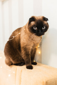Cute colorpoint cat wrapped in glowing Christmas fairy lights sitting on a sofa.