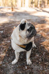 Obraz premium Adorable pug dog sitting straight and looking sideways with curiosity.