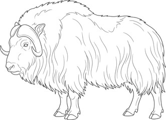 Obraz premium Musk Ox Line Art Vector Illustration with Detailed Fur for Coloring Pages, Wildlife Education and Nature Designs