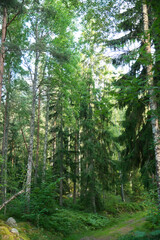 Fototapeta premium Trees in the woods