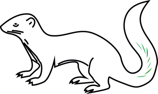Simple black and white line art drawing of a small wild weasel or ferret standing with a long curved tail for coloring book page design