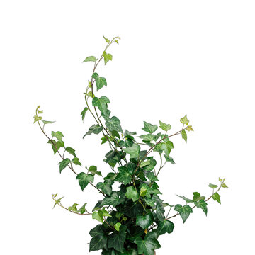 Lush green ivy plant with vibrant leaves and trailing vines growing upward beautifully transparent background