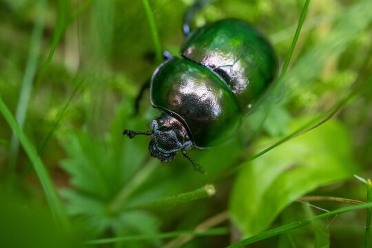 Extreme macro shot of a Geotrupes stercorarius (dor beetle) resting on the natural ground. The highly detailed image highlights the insect's robust dark exoskeleton