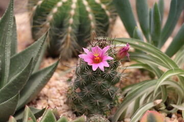 Fototapeta premium Cactus with pink flowers in the botanical garden