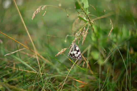 A black-and-white butterfly Galatea (Melanargia galathea) sitting on a meadow grass. Close-up of a meadow day butterfly in its natural habitat. A concept of biodiversity, wildlife, pollinators, summer
