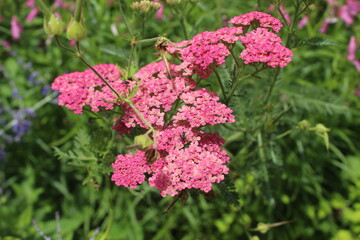 Fototapeta premium Pink yarrow flower in the garden
