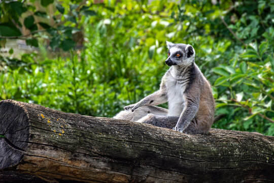 Ring-tailed lemur sits on a tree trunk at a Vienna zoo in Austria, surrounded by lush green foliage in summer and captured in a detailed wildlife portrait with vivid orange eyes.