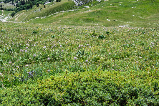 Prairie fleurie et buissons de gen&eacute;vriers sauvages dans un alpage de montagne au Mol&eacute;son