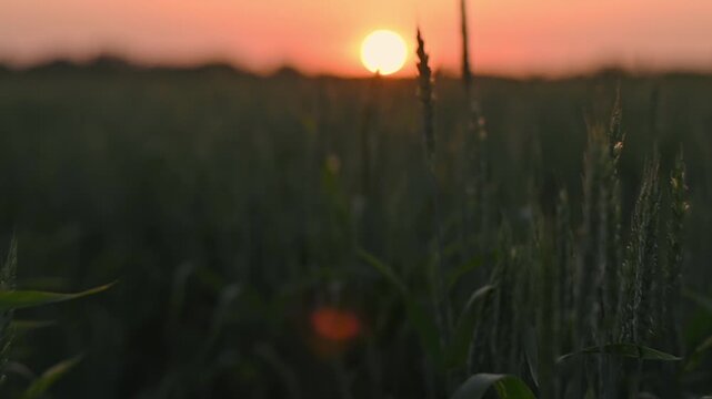 Camera moves among rows of green wheat ears in field in rays of setting sun. Natural landscape of farmland in summer. Sustainable agriculture and grain cultivation.