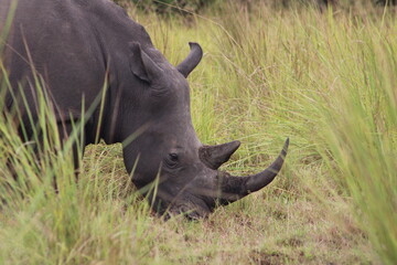 White Rhinoceros in the wild © Mariana