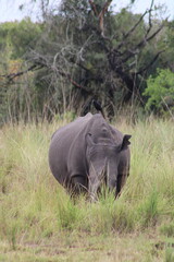 rhino in the wild © Mariana
