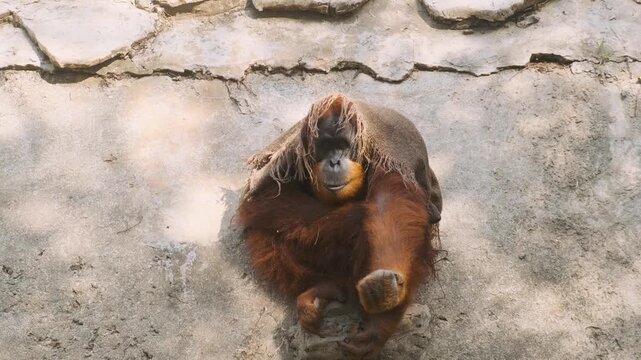 Adult orangutan resting in naturalistic enclosure at safari park on Phu Quoc Island, Vietnam. Wildlife conservation, endangered species, primate behavior, ecotourism and sustainable tourism