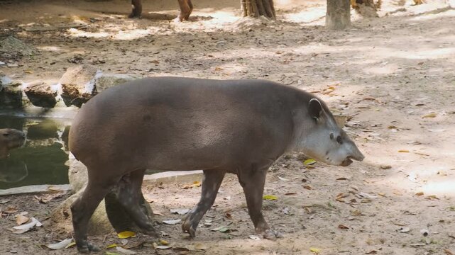Malayan tapir walking across natural habitat at safari park on Phu Quoc Island, Vietnam. Wildlife conservation, endangered mammals, tropical ecosystems, ecotourism in Asia