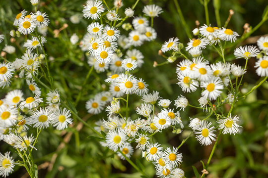 Annual fleabane (Erigeron annuus) with delicate white daisy-like flowers blooming in a green summer meadow. Wild flowering plant in natural habitat, selective focus, soft bokeh, botanical background, 