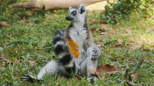 Ring tailed lemur sitting on grass and eating leaf at safari park on Phu Quoc Island, Vietnam. Wildlife, animal behavior, primate conservation, ecotourism, tropical travel and sustainable tourism