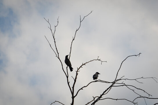 Minimalist wildlife photography showing the dark silhouettes of two birds, likely crows or ravens, resting on the thin, leafless branches of a dead tree against a moody, overcast sky.