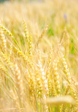 Organic harvest texture with golden wheat