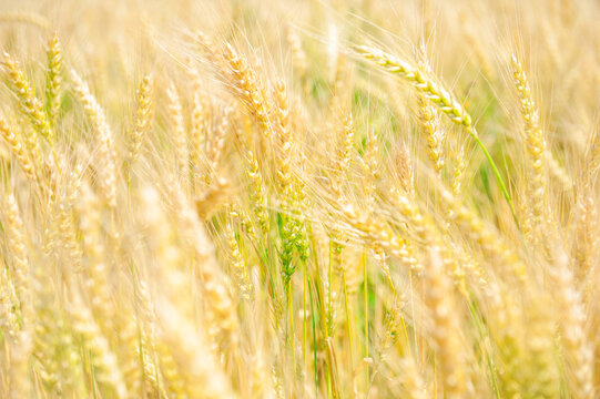 Organic harvest texture with golden wheat