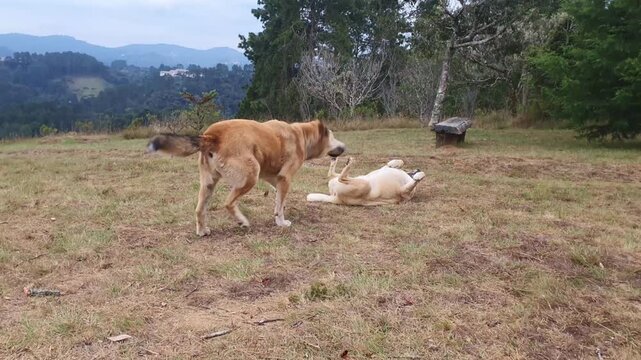 Two Playful Dogs Playing Outdoors in Nature